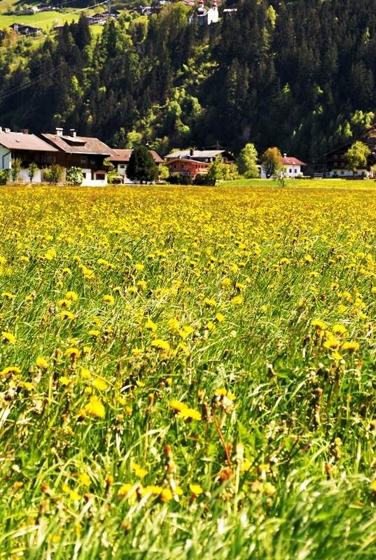 Zillertal 2016 grüne Wiesen