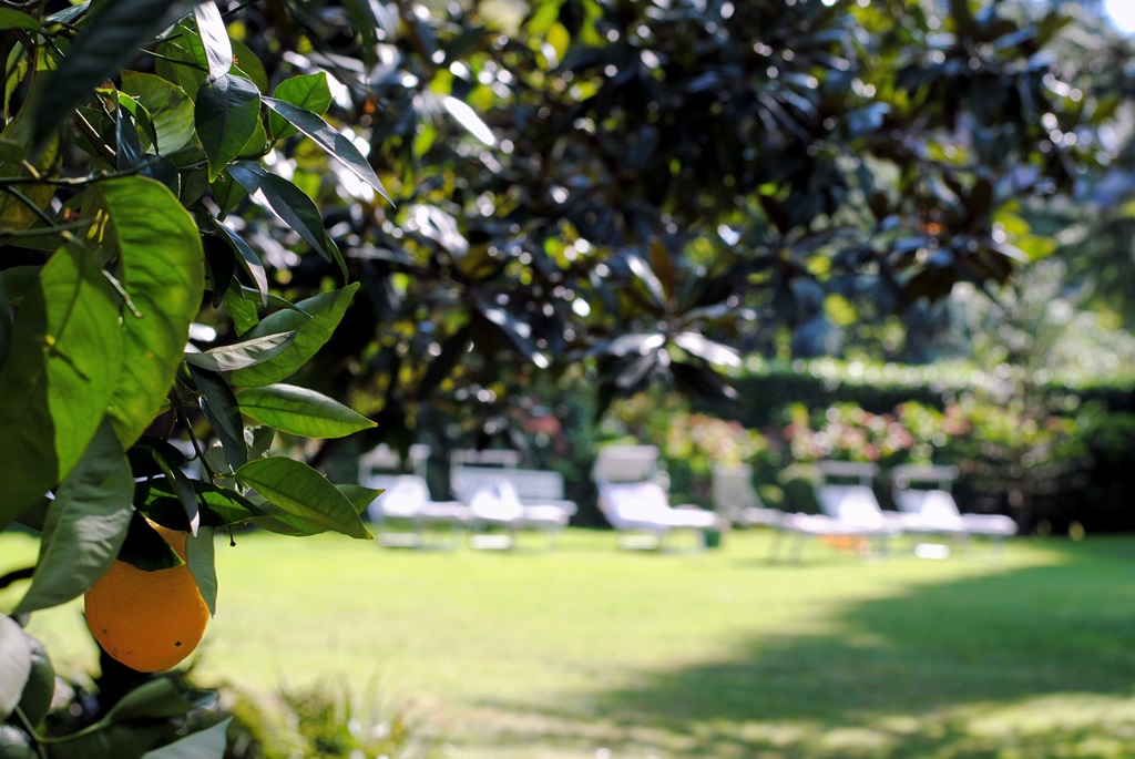 zitrosfruechte-im-garten