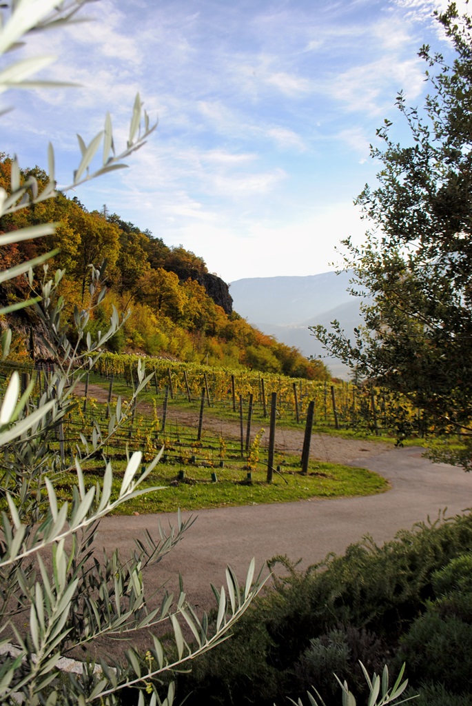 der-weinberg-mit-olivenzweig