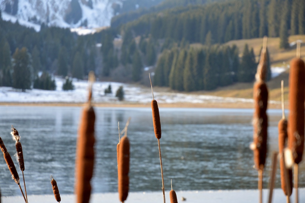 schilf-am-schliersee