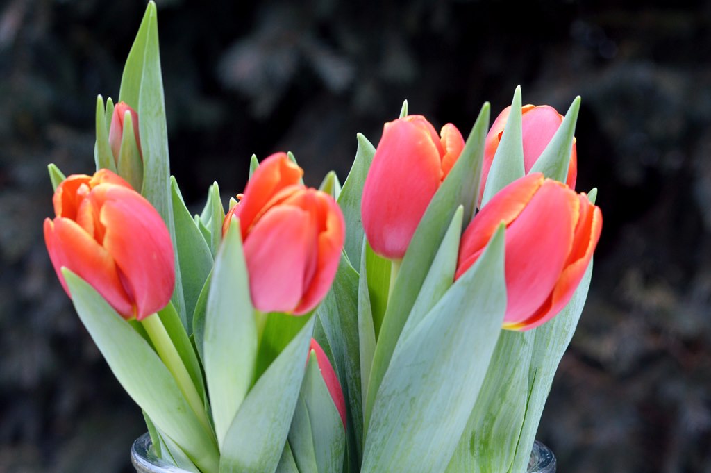 Tulpen in Rot