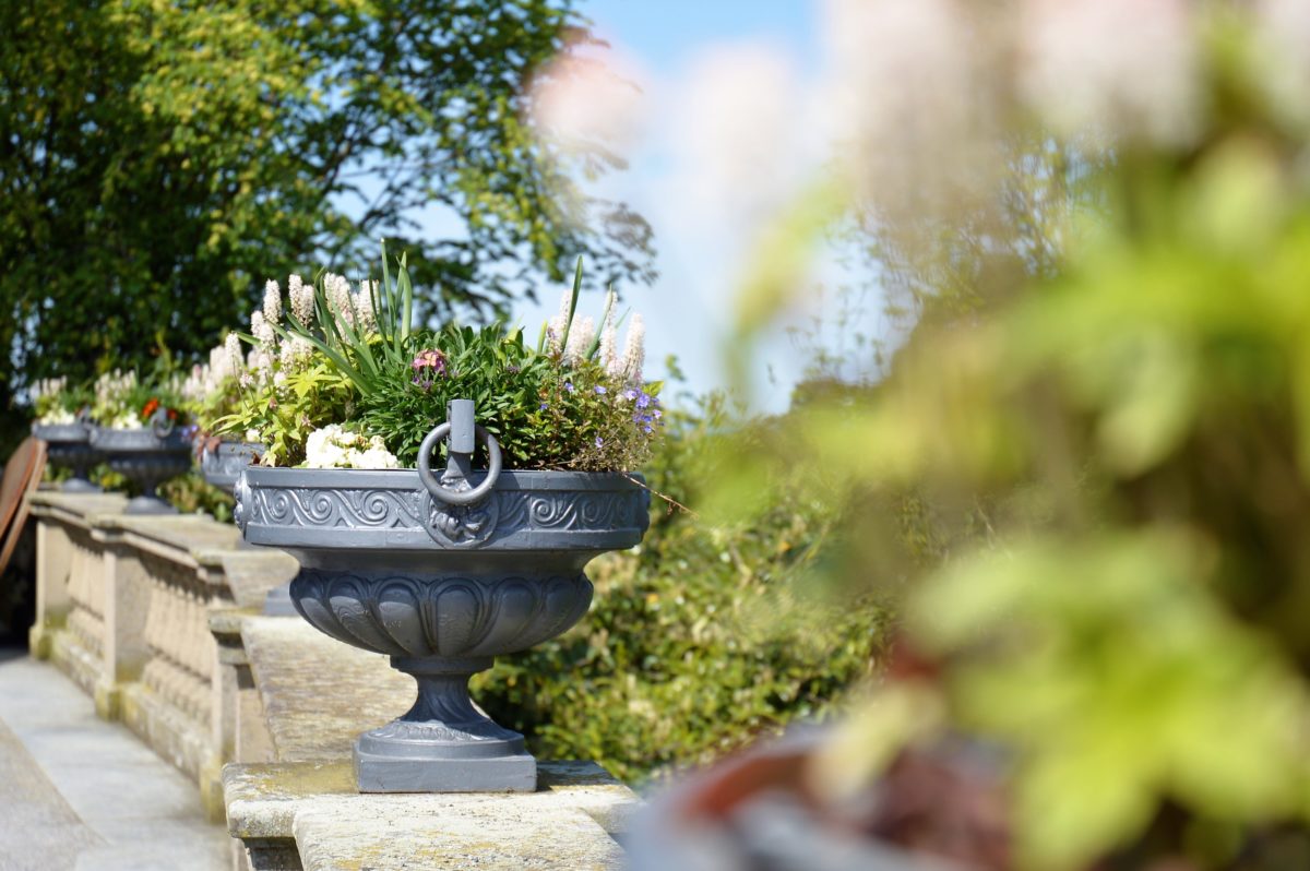 Insel Mainau Blüten