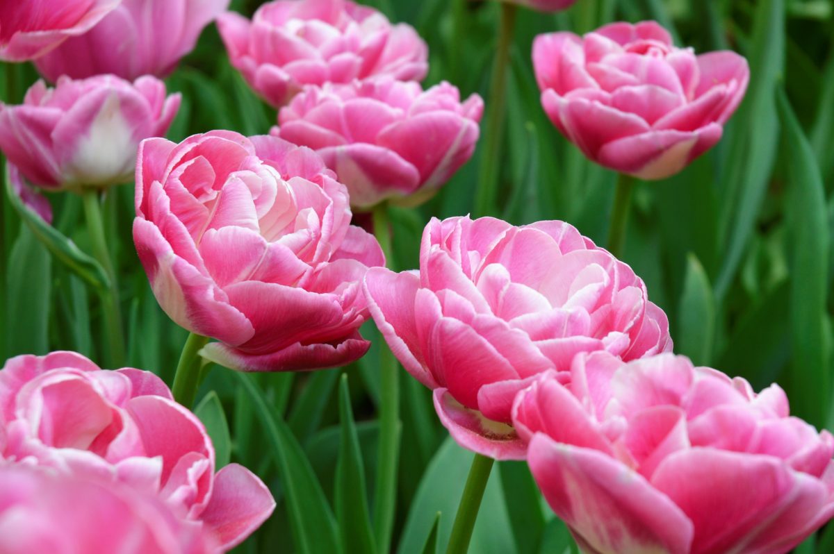 Tulpen in pink