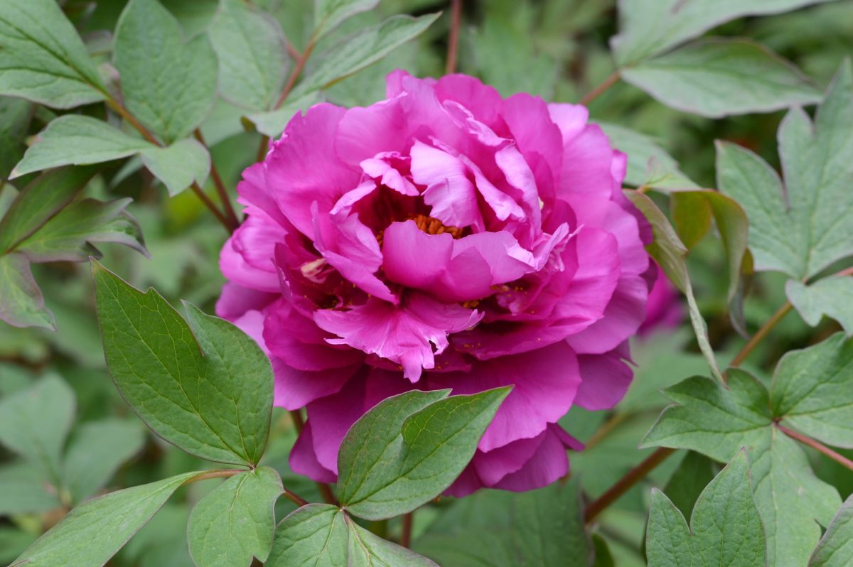 Pinkfarbige Pfingstrose