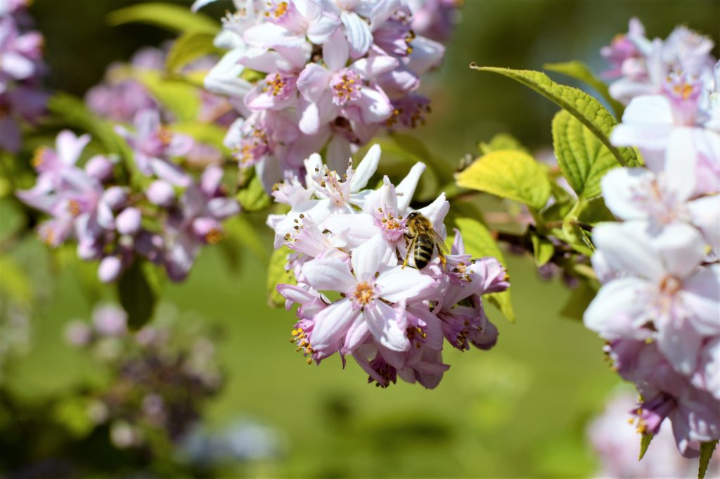 Kamphof Usedom Parkanlage