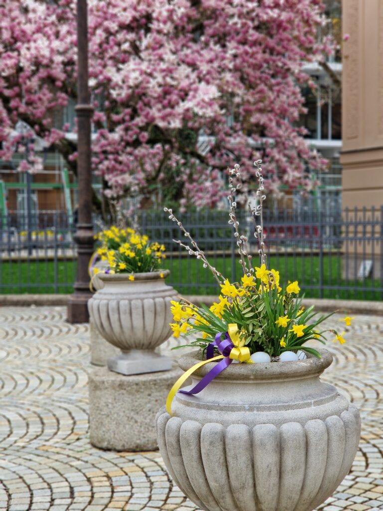 Osterglocken in Bad Reichenhall